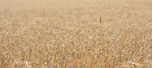 Fototapeta premium Field of wheat