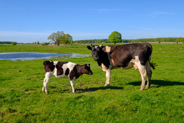Cow and calf graze on a meadow at the summer © Anton Gvozdikov
