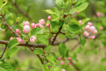 Branch of blossoming wild apple tree against spring forest in cloudy day. Beautiful natural background, selective focus