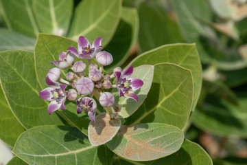 Desert Flower (Sodom's Apple) on a Green Leafy Background in the United Arab Emirates.