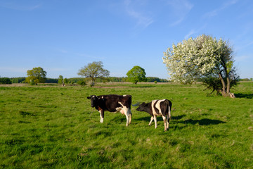 Cow and calf graze on a meadow at the summer