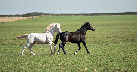 Horses in the pampas