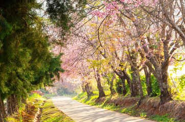 Beautiful pink flower of Sakura or Wild Himalayan Cherry tree in outdoor park at Chiang Mai Royal Agricultural Research Center (Khun Wang)