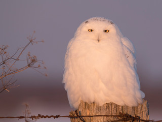 Male snowy owl perching on a post at sunset, Ottawa, Canada