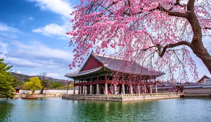 Vlies Fototapete Schokoladenbraun gyeongbokgung palace in spring at Seoul city South Korea