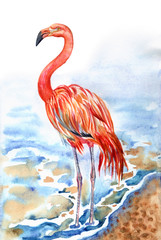Fototapeta premium Flaming na brzegu morza, akwarela. Czerwony flaming (Phoenicopterus ruber), ilustracja zoologiczna, rysunek odręczny.