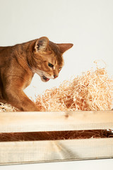 Abyssinian cat playing with wood shavings in bok