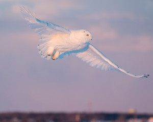 Male snowy owl flying over a farm filed at sunset, Ottawa, Canada