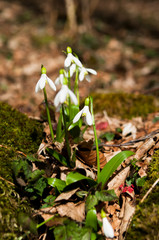 Snowdrops blooming in the forest