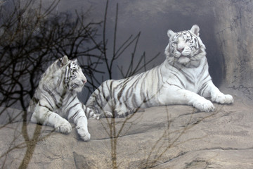 Two white tigers in the Moscow zoo in the aviary behind the glass