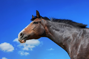 Horse portrait on blue sky background