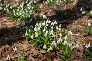 Snowdrops blooming in the forest