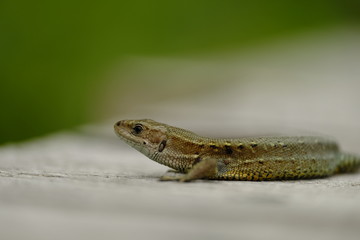 Waldeidechse, Zootoca vivipara, Lacerta vivipara, Bergeidechse, Mooreidechse
