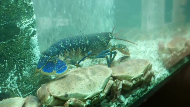 Blue Tailed Giant Lobster In A Restaurant Fish Tank - 4K