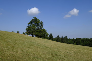 Blockschutthalden und Naturwaldreservat am Schafstein, Biosphärenreservat Rhön, Hessen, Deutschland