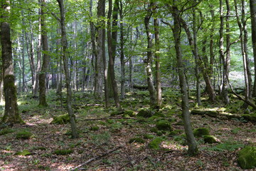 Blockschutthalden und Naturwaldreservat am Schafstein, Biosphärenreservat Rhön, Hessen, Deutschland
