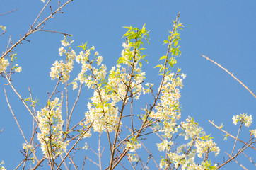 Beautiful white flower of Sakura or Wild Himalayan Cherry tree in outdoor park with blue sky