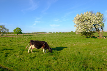 Naklejka na ściany i meble Cow grazes on a meadow at the summer