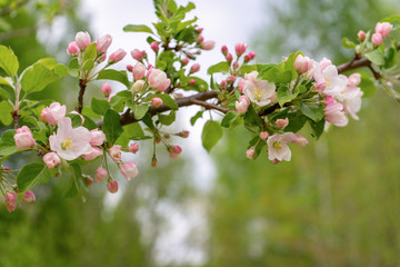 Branch of blossoming wild apple tree against spring forest in cloudy day. Beautiful natural background, selective focus