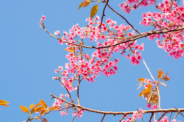 Beautiful pink flower of Sakura or Wild Himalayan Cherry tree in outdoor park with blue sky