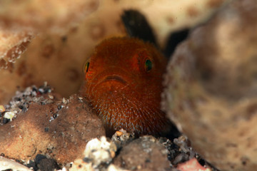 Redhead Stylophora Goby  (Paragobiodon echinocephalus) in Lembeh Strait, Indonesia