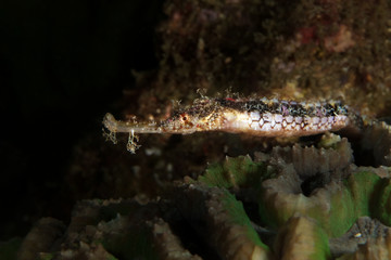 Obraz na płótnie Canvas Ornate pipefish (Halicampus macrorhynchus). Picture was taken in Lembeh Strait, Indonesia