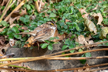 White-throated Sparrow 01