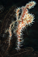 Couple of Harlequin Ghost Pipefish (Solenostomus paradoxus). Picture was taken near Island Bangka in North Sulawesi, Indonesia