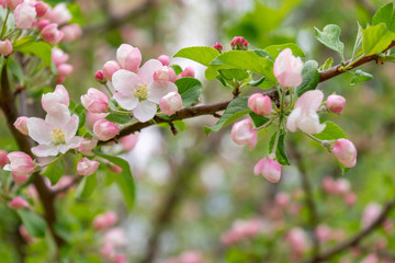 Branch of blossoming wild apple tree against spring forest in cloudy day. Beautiful natural background, selective focus