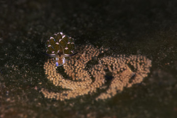 Sheep nudi with eggs. Sea slug Costasiella kuroshimae. Size 2 mm. Picture was taken in Lembeh Strait, Indonesia