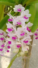 Fototapeta na wymiar Orchid flower volume 9665555