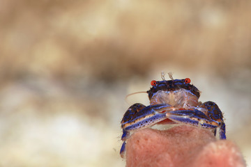 Blue sponge  porcelain crab (Aliaporcellana spongicola). Picture was taken in Lembeh Strait, Indonesia