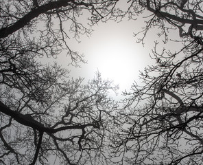 foggy day seen through bare branches