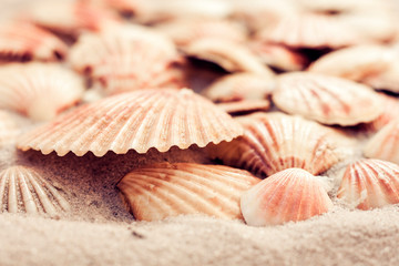 Seashells on the sand, summer beach background, travel concept .