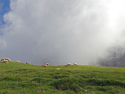 un gruppo di pecore che brucano in alta montagna nella nebbia