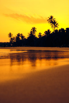 Tropical Orange Sunset Tree Palm Silhouette Landscape. Summer Paradise Sri Lanka Beach at Sunrise Horizontal View. Romantic Hawaii Evening Beautiful Sky Pattern Scenery Sundown Color