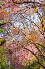 Beautiful pink flower of Sakura or Wild Himalayan Cherry tree in outdoor park at Chiang Mai Royal Agricultural Research Center (Khun Wang)