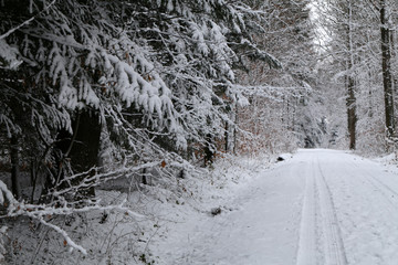 Winter landscape. Fresh snow on the branches of trees in the winter forest.