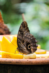 butterfly eating