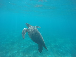 Turtle diving