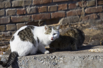  two homeless cats against a brick wall. one cat with a surprised face