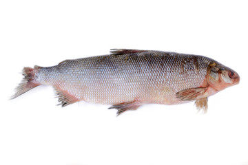The muksun (Coregonus muksun) is a type of whitefish widespread in the Siberian Arctic waters. White fish isolated on white background.