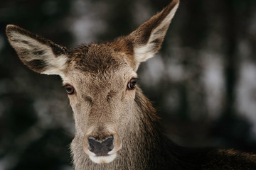 beautiful deer that hovers in the mountains on the snow in winter - concept of wild animals in their natural habitat - nature lovers