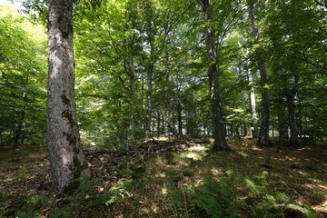 Fototapeta premium Blockschutthalden und Naturwaldreservat am Schafstein, Biosphärenreservat Rhön, Hessen, Deutschland