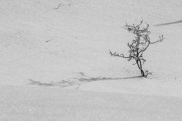 lonely tree frozen in the mountains on snow in winter - concept loneliness and contrast - frosty and windy winter
