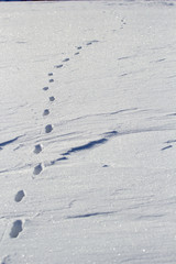 footprints, traces of animals in the mountains on the snow in winter - concept follow a path and do not get lost - nature lovers