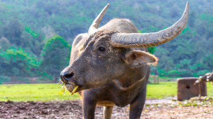 Water Buffalo Grazing and Looking Left In Thailand With a Blurry Background.