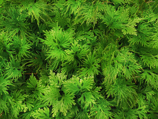 Full Frame Background of Green Fern with Tiny Leaves