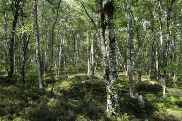 Das Naturschutzgebiet 