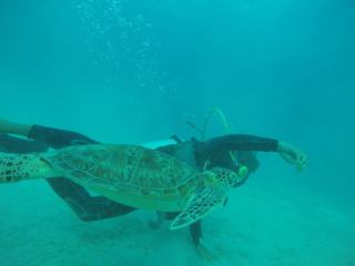 Underwater fun with turtle